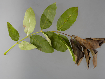 Ash leaves with end leaves brown and withered