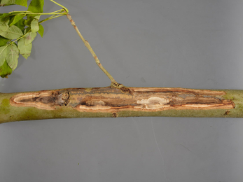 Ash branch with decayed central portion