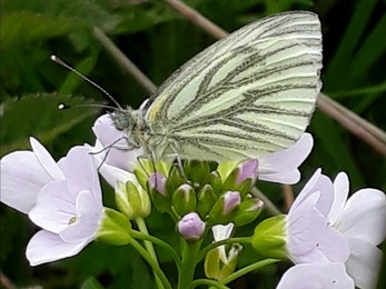 A white butterfly with green veins along its wings