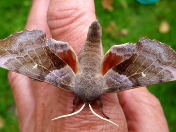 Large brown and grey moth on person's hand