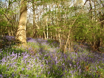 Bluebells accross a woodland