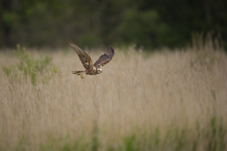A marsh harrier flying over reedbed 