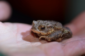 Small toad sat in the palm of a hand