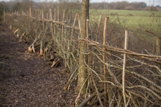 A newly laid hedge in winter
