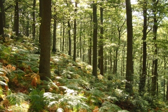 Woodland trees with bracken covering woodland floor