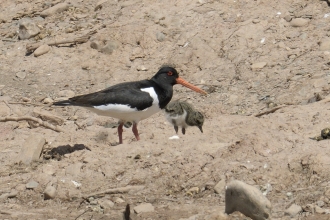 Oystercatcher and chick stood on bare earth slope