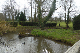 View of pond in garden with lawn area and clipped hedge behind, winter