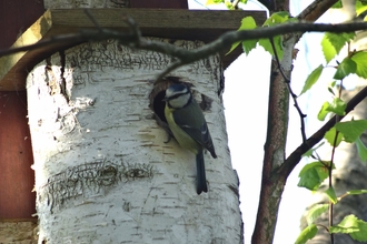 Blue tit perched in entrance of natural nest box