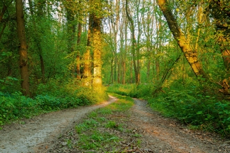 Double track leading through sunlit woodland