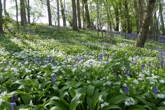 Wern Wood nature reserve in spring