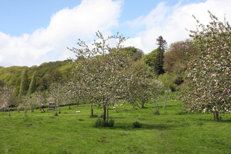 View of orchard with trees in blossom