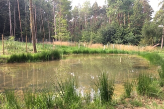 A large pond in a woodland setting