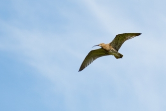 Curlew in fight against blue sky
