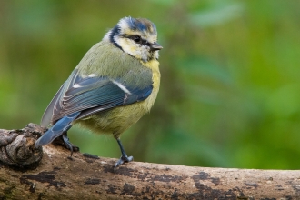 Young blue tit on a branch