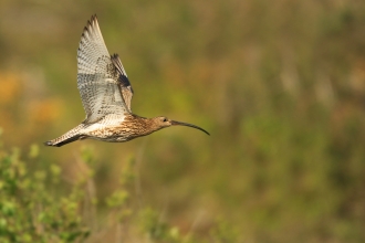 Curlew in flight with vegetation behind