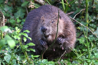 Beaver amongst vegetation