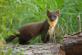 Pine marten youngster on fallen pine log in woodland