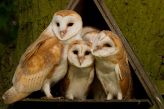 Family of barn owls in barn owl box
