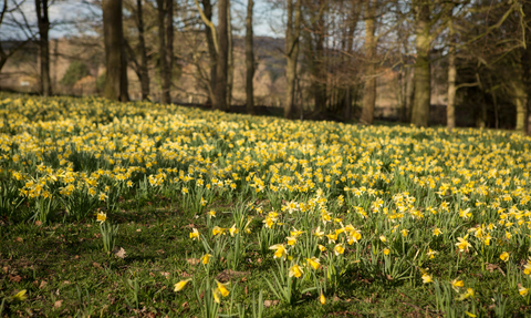 wild daffodils (c) Paul Cooper