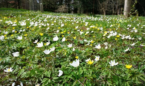 Small white and yellow flowers covering the ground