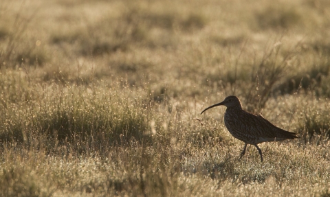 curlew silhouetted against grass in early morning light