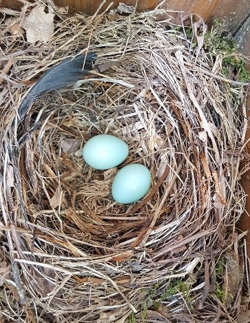 Nest with two blue eggs inside