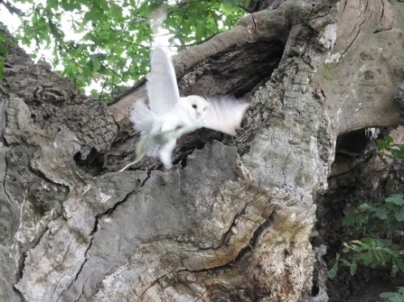 Barn owl flying from a tree