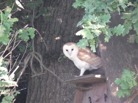 Barn owl stood at the entrance of a box in an oak tree