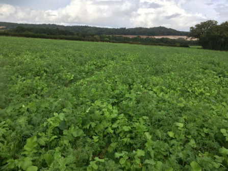 Arable field covered with a green crop