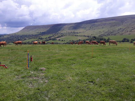Field of chestnut-coloured cattle with hill behind and an electric fence in foreground