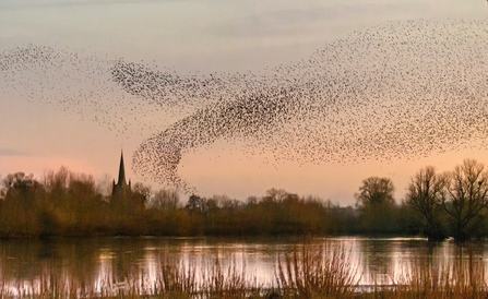 Starling murmuration in a pinky dusk above a lake with trees and church spire in background