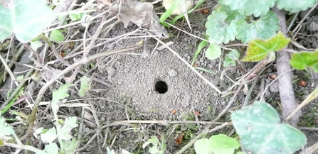 Small, neat circular hole in the earth with vegetation around
