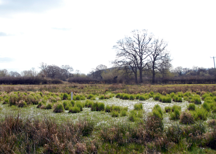Field with pools of water and tussocks of grass in winter with tree in background