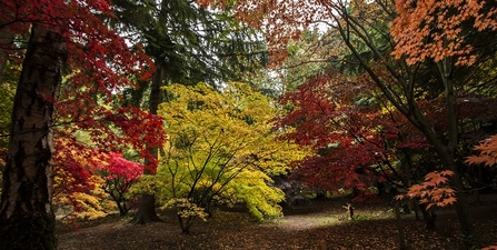 Queenswood's arboretum in autumn
