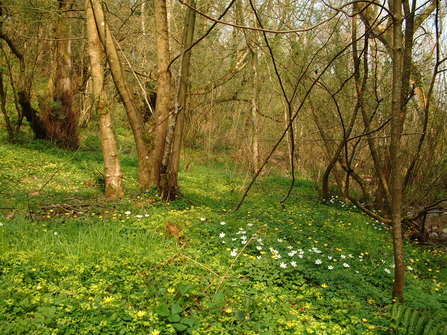 View through woodland with yellow and white flowers carpeting the floor