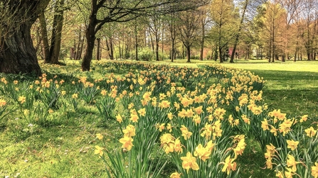 Wild daffodils in the Golden Triangle