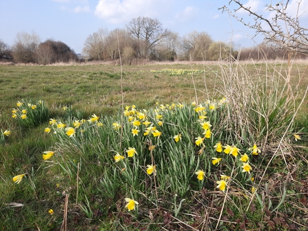 Wild daffodils Sturts South