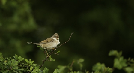 Small brown bird perched on a branch, beak open.