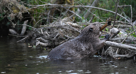 Beaver emerging from water with stick in its mouth