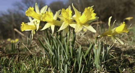 Wild daffodil {Narcissus pseudonarcissus}