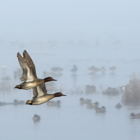 Two drake common teal in flight past Wigeon group swimming and standing on flooded field on a foggy winter morning.