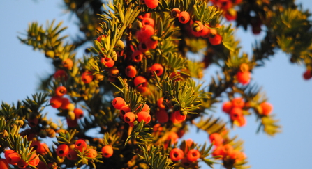 Yew (Taxus baccata) 