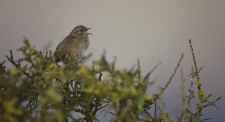 Small brown bird perched in a hedge, beak open.