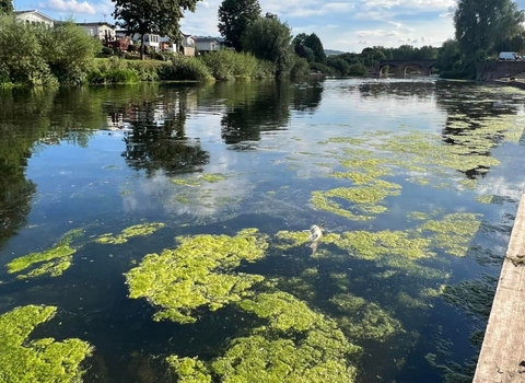 Green algal bloom patches on a river