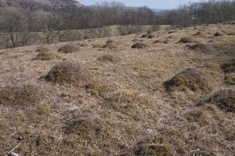 Upland calcareous grassland