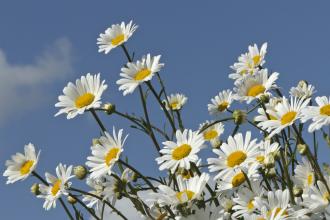 Daisies