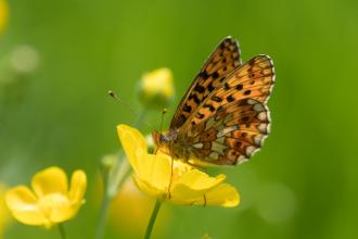 Pearl-bordered Fritillary