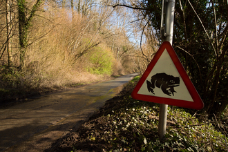 Toad crossing road sign by a lane