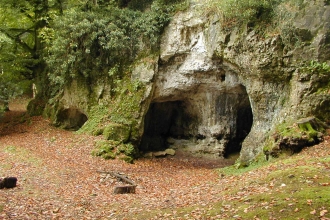 Mouth of cave in woodland