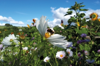 Flowery garden with bumblebee on flower in foreground